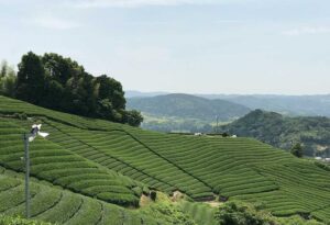橋本次郎 Jiro Hashimoto お茶と暮らす Life with Tea