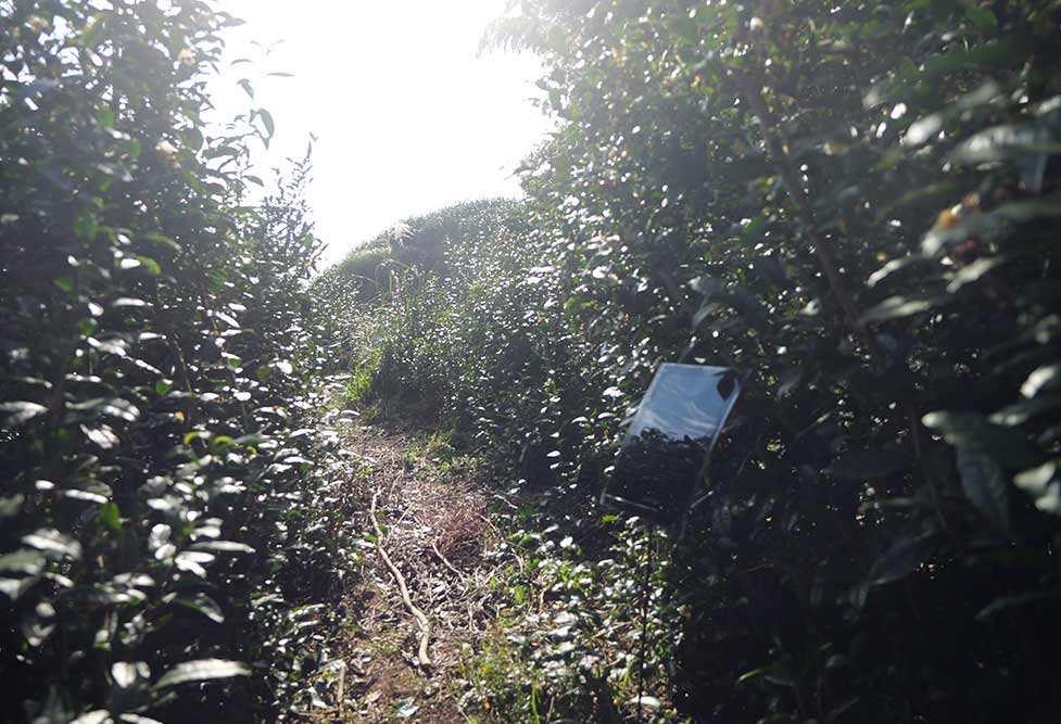 自然栽培お茶農家 山﨑徳哉 Tokuya YAMAZAKI -KAMO Nature Farm- 魂も土に還る Circulation of the soul