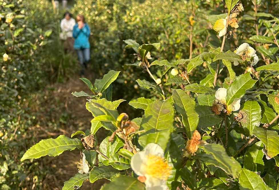 自然栽培お茶農家 山﨑徳哉 Tokuya YAMAZAKI -KAMO Nature Farm- 魂も土に還る Circulation of the soul