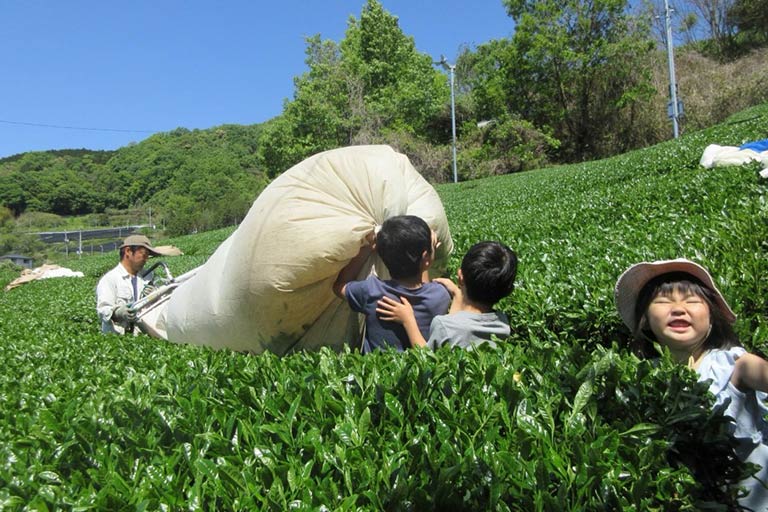 茶農家 炭本家